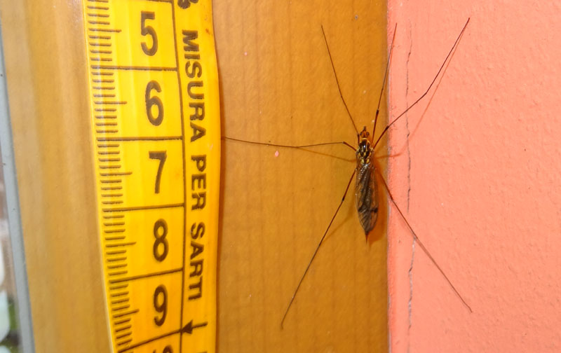 Nephrotoma cfr. quadrifaria, femmina - Tipulidae